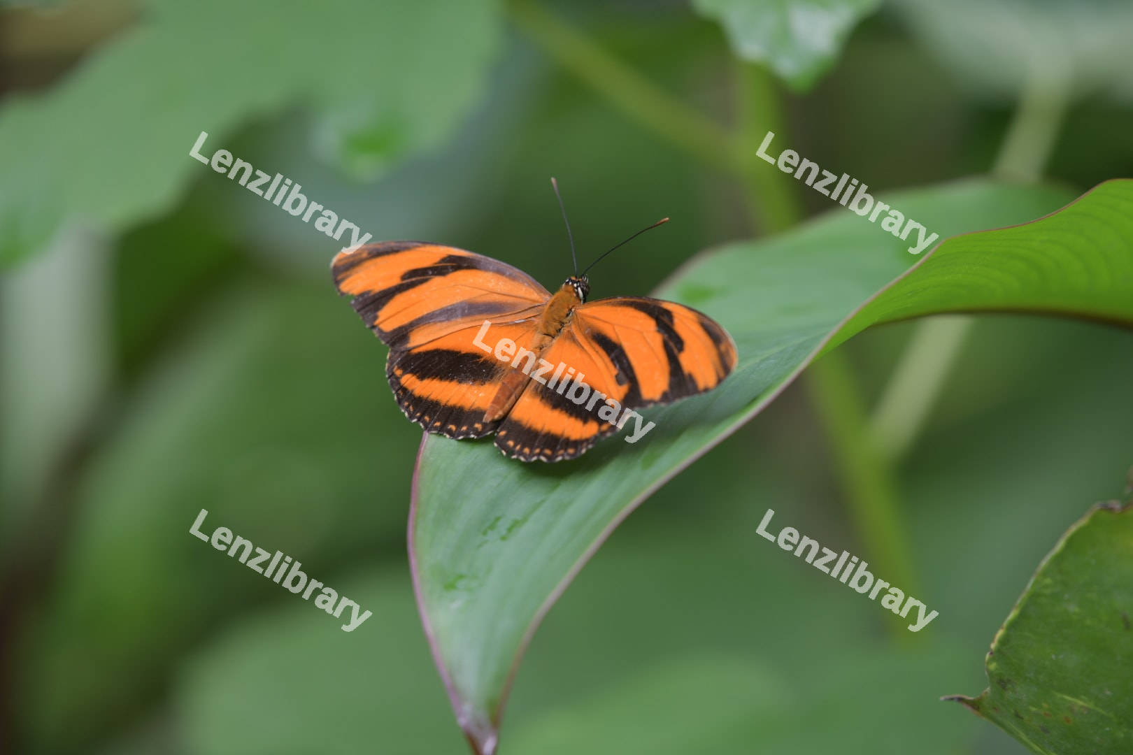 Dryadula phaetusa butterfly